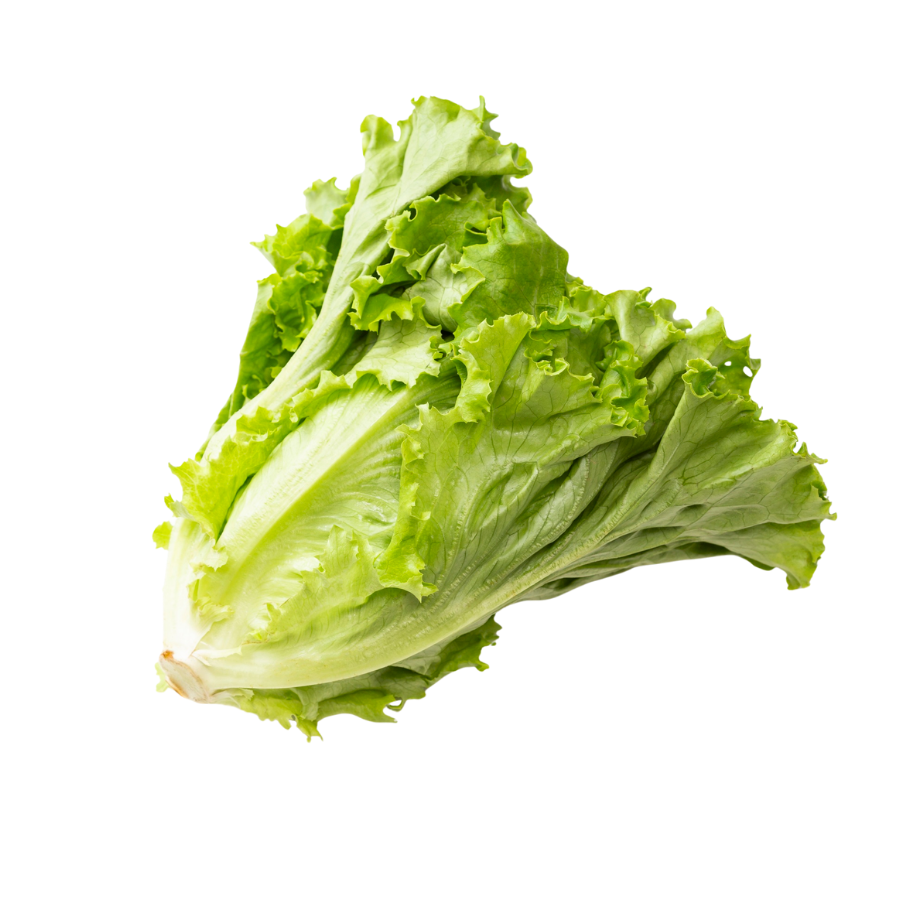 Green Leaf Lettuce