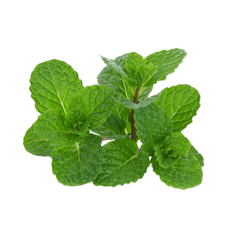 Mint